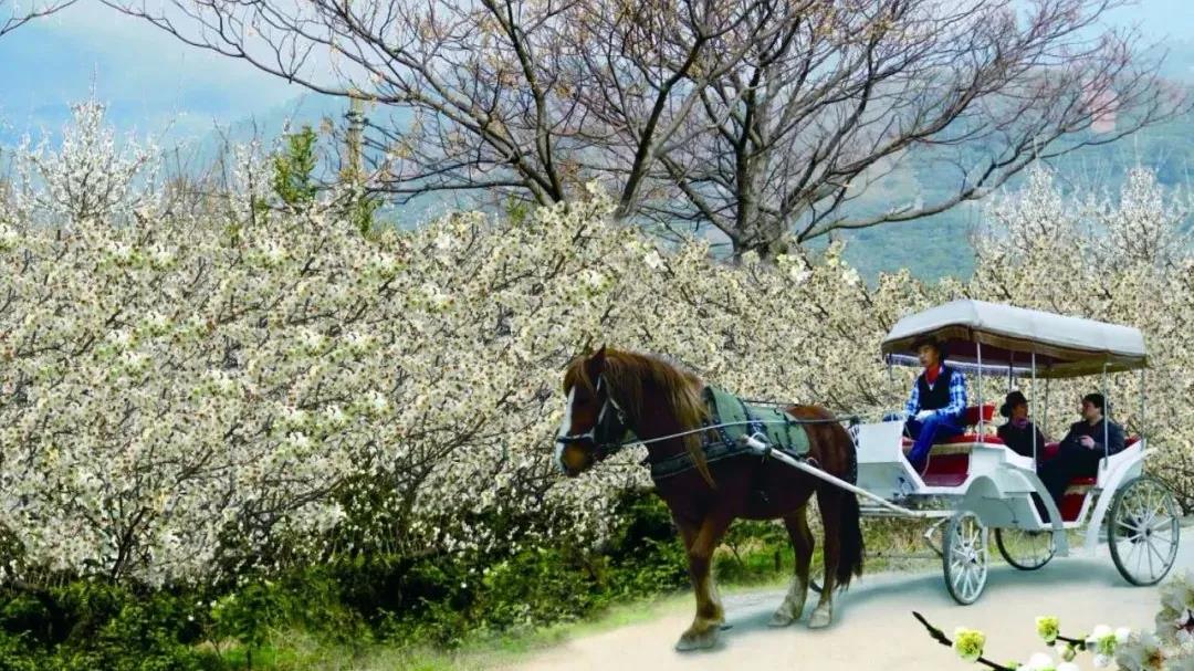安住幸福丨春意盎然正当好，安住处处年味浓。